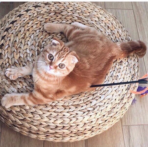 Коты из сети