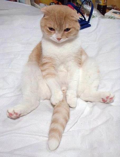 Коты из сети