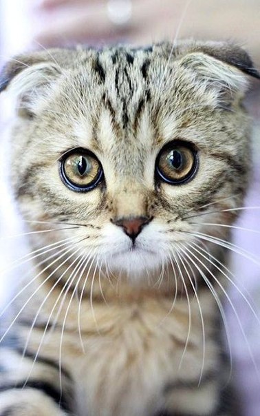 Коты из сети