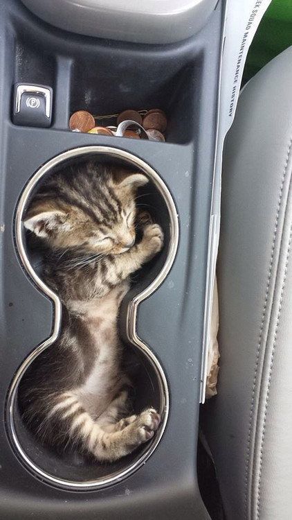 Коты и Кошки