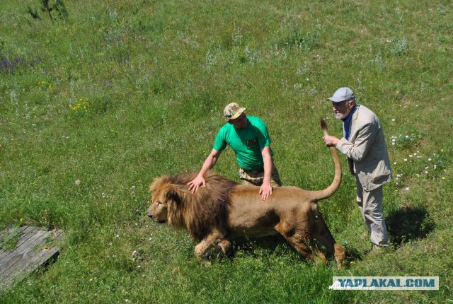 Н.Н.Дроздов в мире виртуальных животных