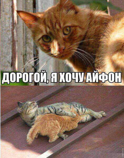 Смешные картинки из сети