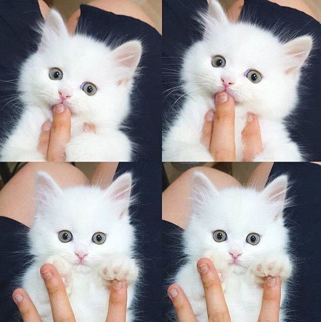 Коты и Кошки
