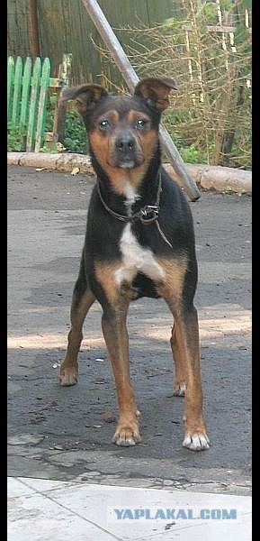 Адекватный ответ