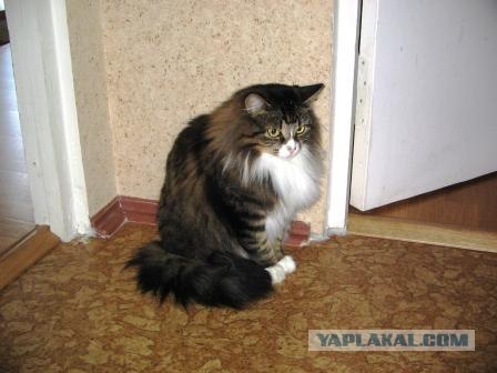 Котовторник на ЯПлакалъ (10.06.08), прикольные коты, добавляем свои!