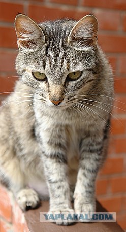 Ура, котовторник! (01.07.2008)