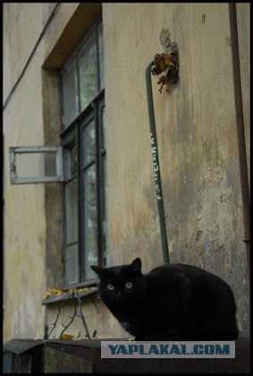 Котовторник (13.01)