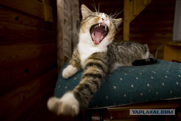 Котовторник ужасов (36 фот)