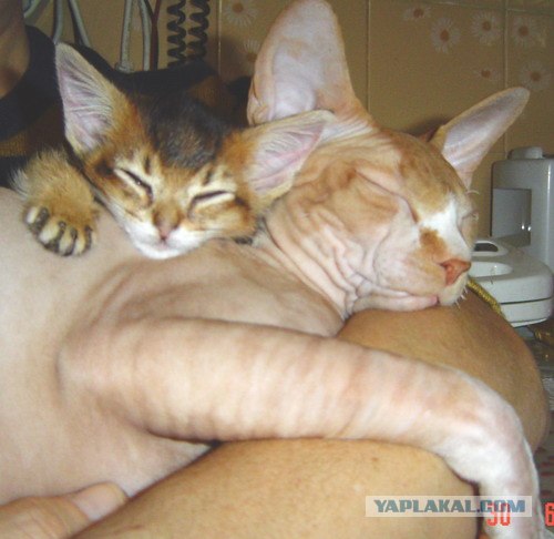 Котовторник Вместе