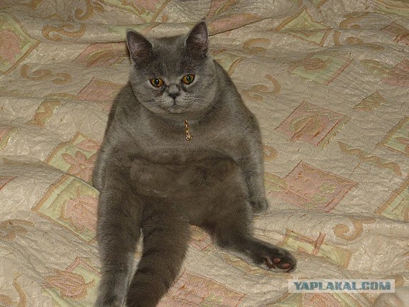 Котовторник 15.02.2011