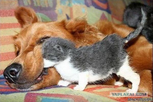 КотоОхота