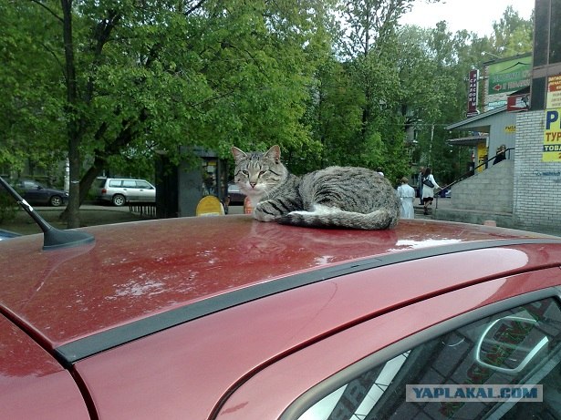Котовторник!