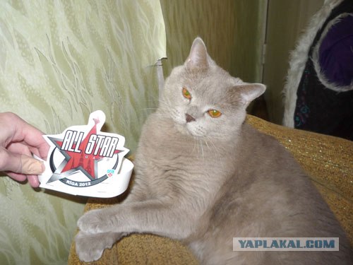 Котовторник 27.12.11
