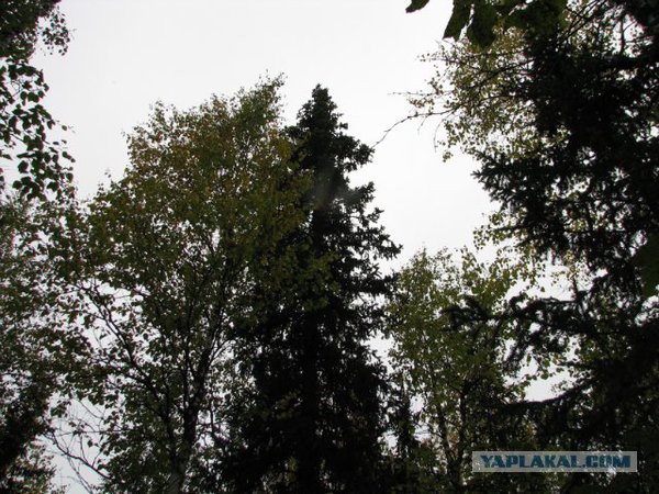 Экспедиция в Северную Тайгу
