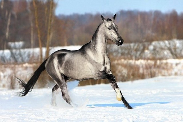 Живность из сети