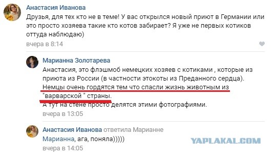 Помогите вернуть кота! Приют "Преданное сердце" украл кота и не отдает!-2