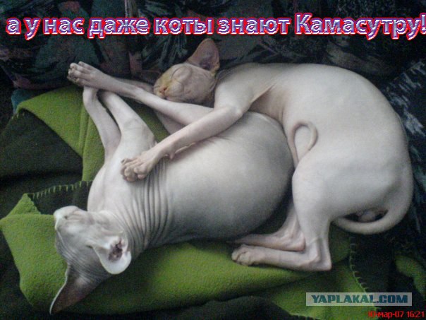 Фотожаба: Наши правила