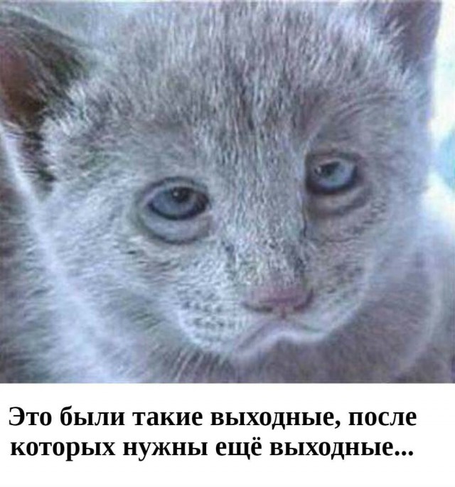 Смешные коты 18.08.20