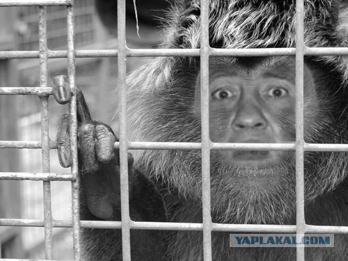 Что случилось с Леней?Фотожаба
