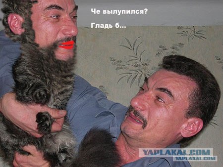 Злой кот