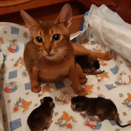 Котовторнику быть!