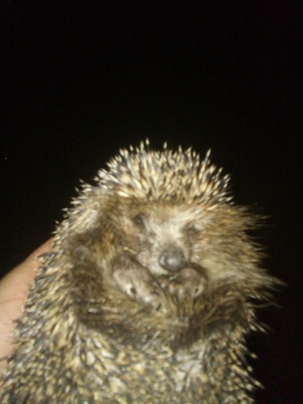 Призыв пьяного ёжика. 1 из пьяных ежиков. 1 из пьяных ежиков. Ежик с пивом. 1 из пьяных ежиков.