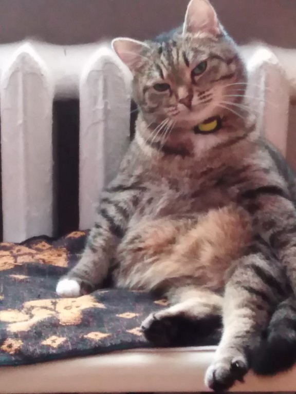Котовторник. Картинки и буквы 08.02.22