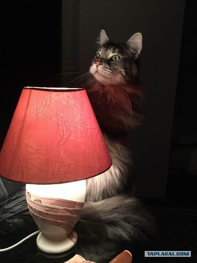 Кот с лампой