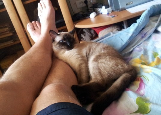 Котовторник, просто Барс