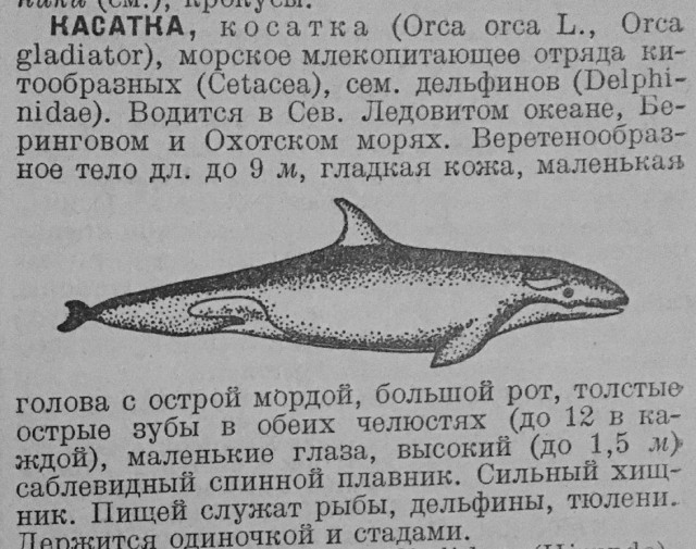 Косатки просто проходят мимо двух плавающих детей