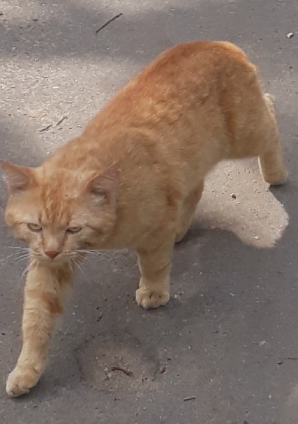 Боевые коты
