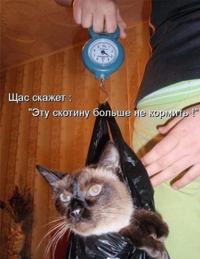 К котовторнику: подборка картинок-баянов с котиками и про котиков. Выпуск 10