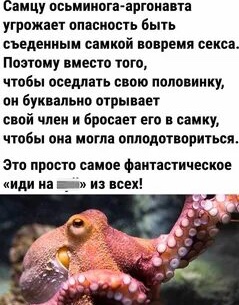 Осьминог во сне