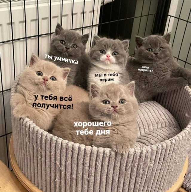 Подборка картинок-баянов с котиками и про котиков. Выпуск 21