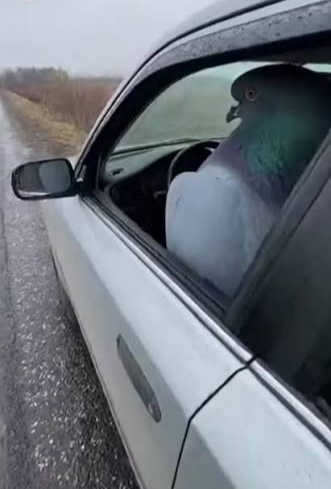 Голубь камикадзе