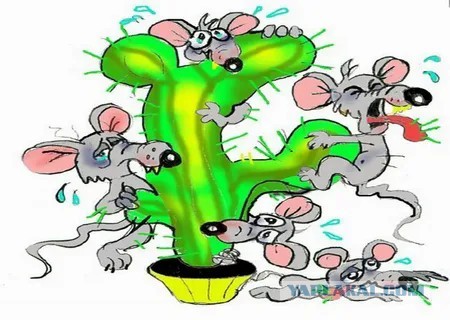 Прокатили так прокатили, блин по Неве!