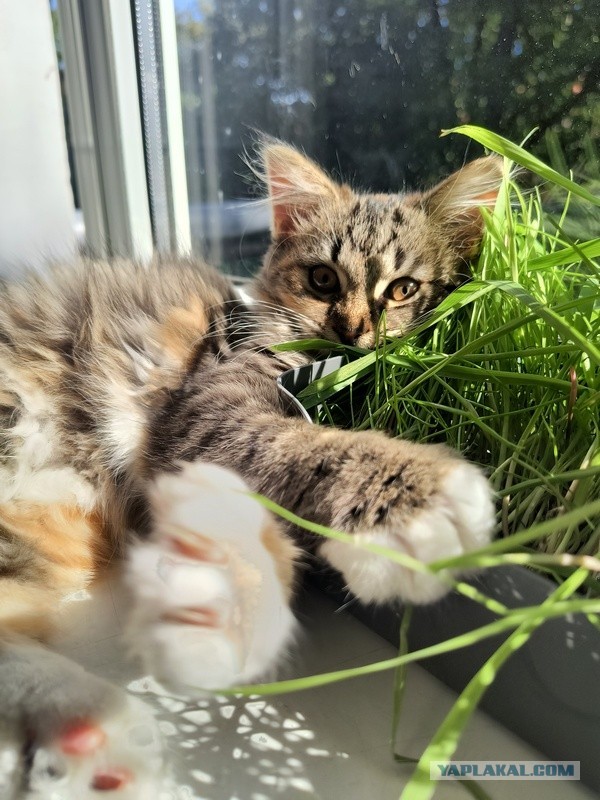 Котовторник. Начало