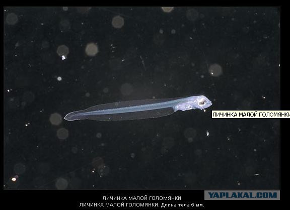 Необычное прозрачное морское существо
