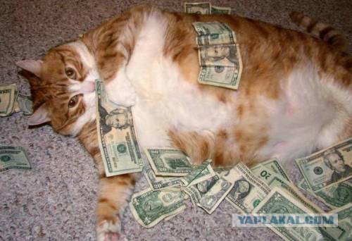 Коты ученых