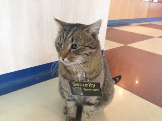 Польза от котов