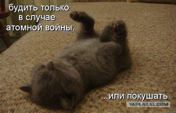 Веселые картинки? а так же комментарии)