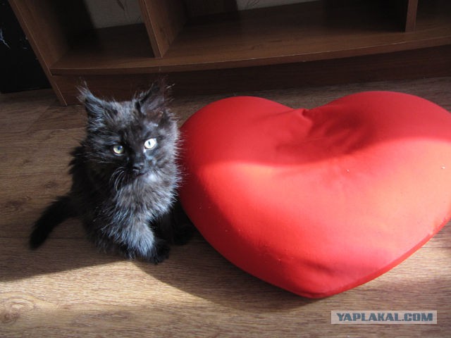 Котовторник 6.05.2014