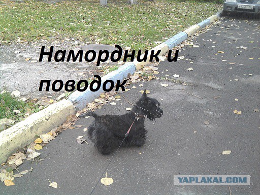 мои питомцы