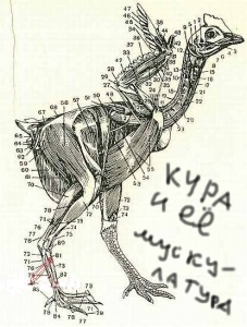 Кура