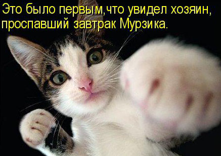 25 котофотоприколов.