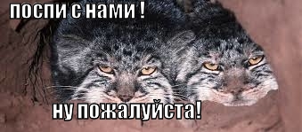 Нет лучше подушки, чем пушистый товарищ