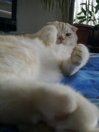 Котовторник 28.07.2015