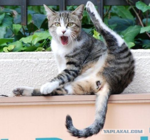 17 фотографий котов