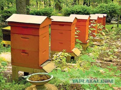 Как добывают неправильный мед в Гималаях