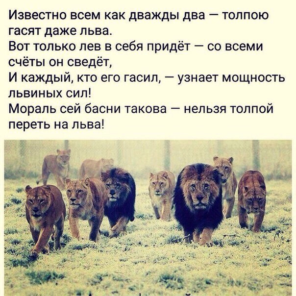 Мохнатые беспредельщики